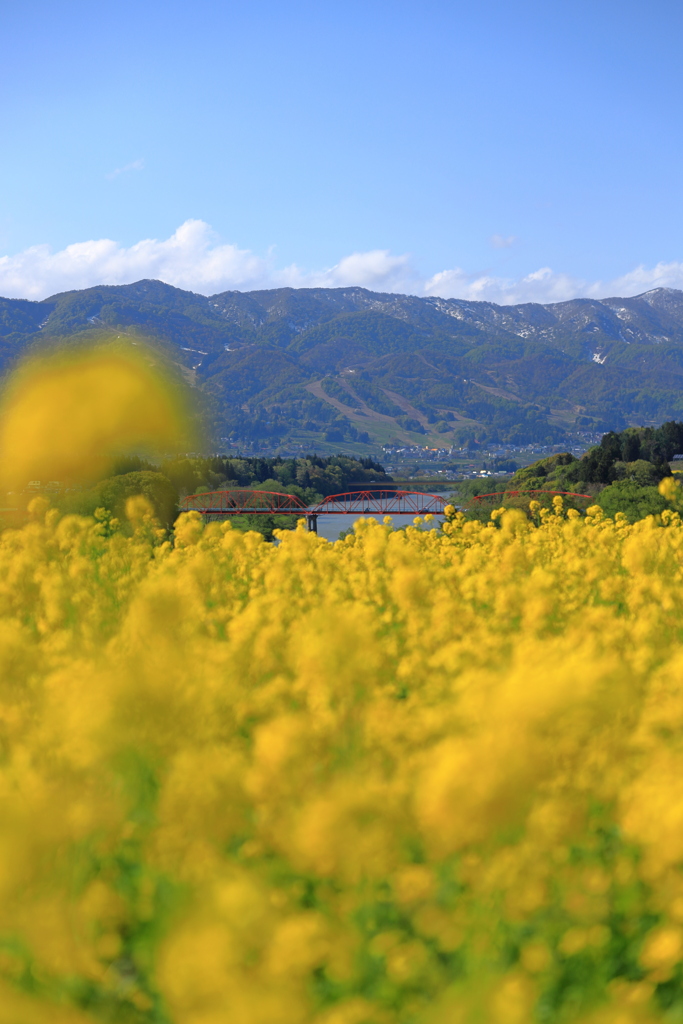 赤い橋と菜の花