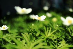春咲き秋明菊