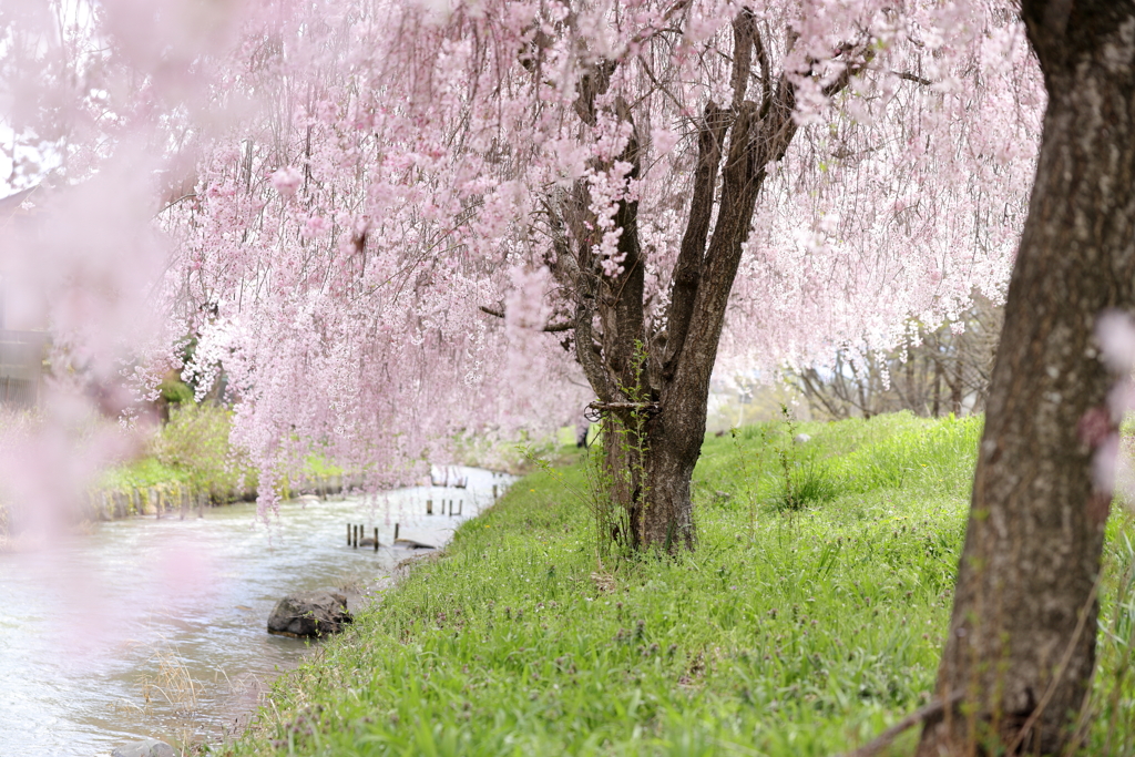 しだれ桜