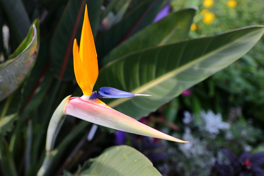 鳥のような花