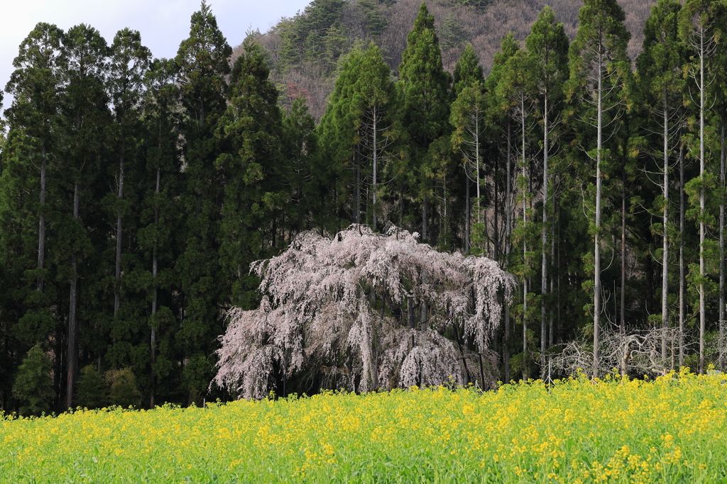 菜の花と坪井のしだれ桜