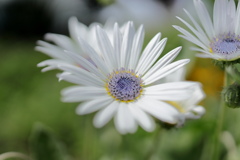 羽衣菊