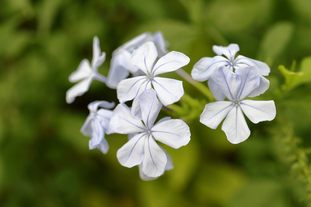 薄紫色の涼しげな花