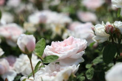 薄ピンク色の薔薇たち