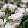 薄ピンク色の薔薇たち