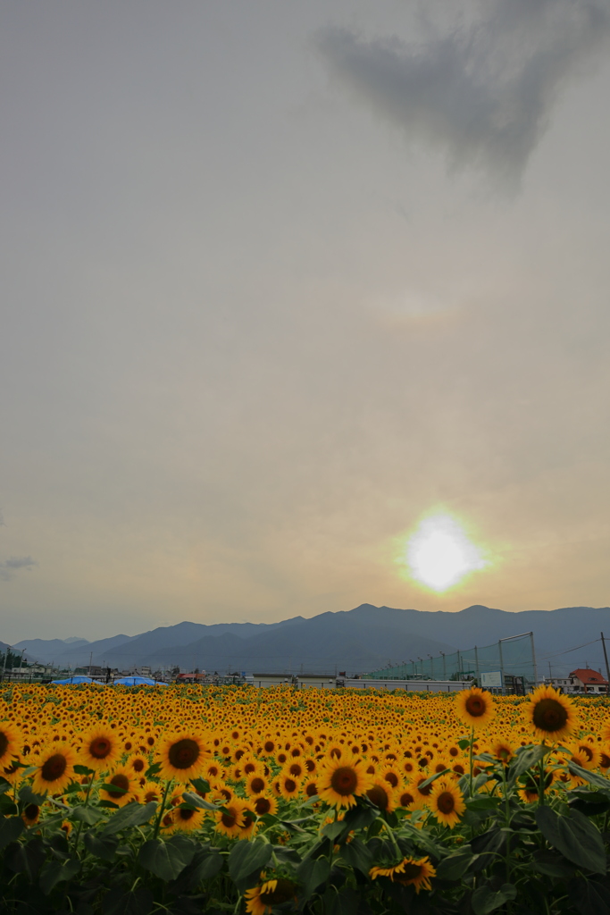 曇り空と夕日とひまわり畑