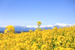 菜の花