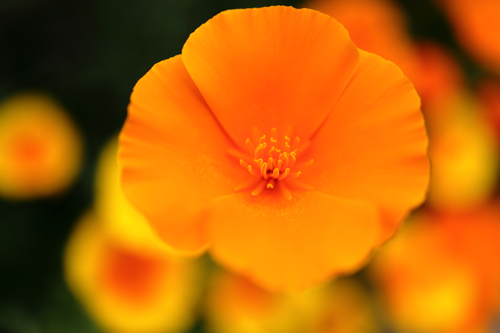 花菱草