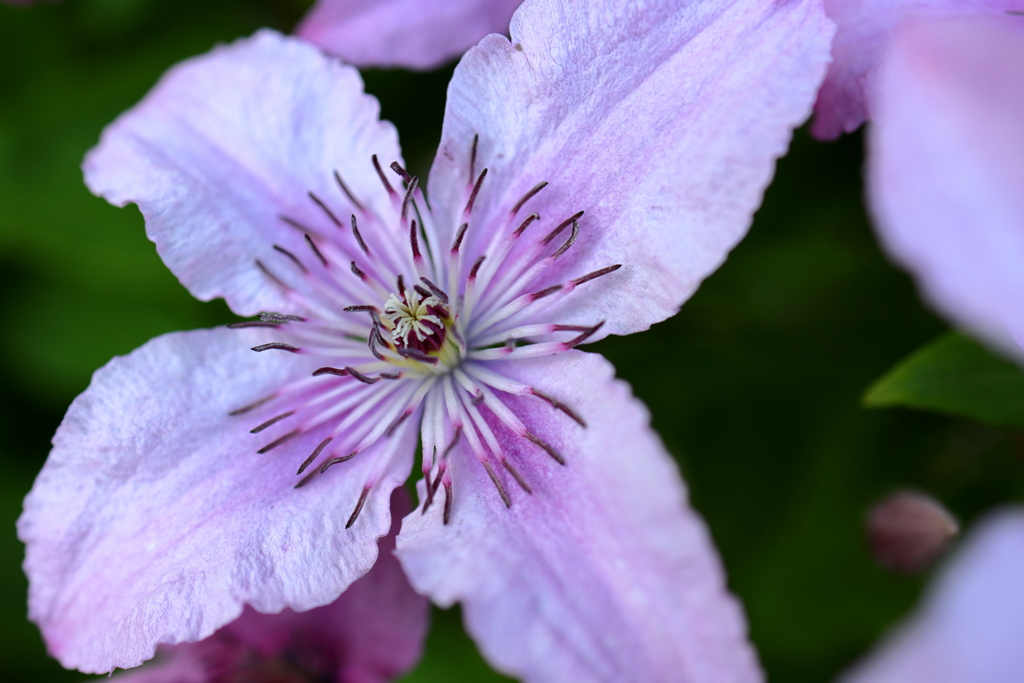 久々に紫色の花