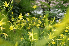 賑やかな黄色い花たち