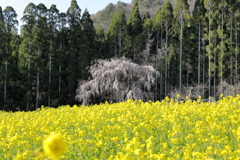 坪井のしだれ桜