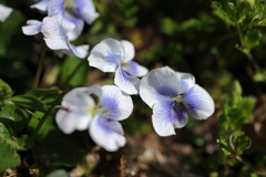 菫