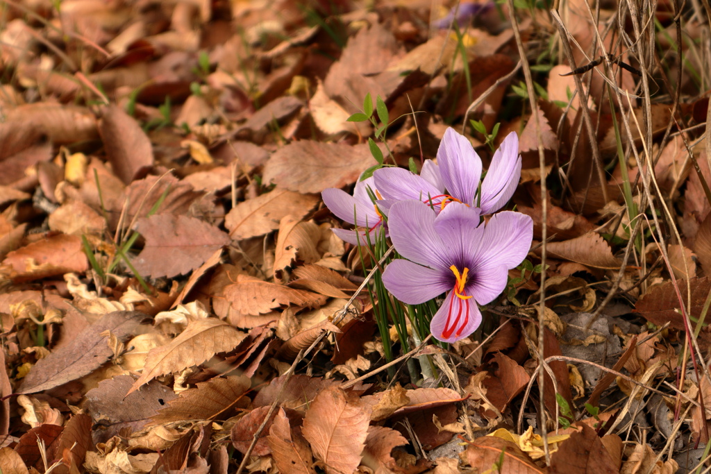 落ち葉の中の番紅花