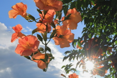 橙色の花びらが透ける