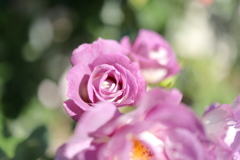 紫の薔薇