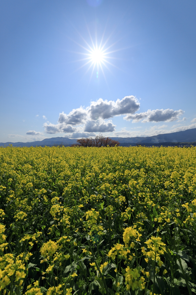 飯山市　菜の花公園