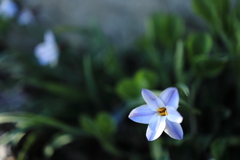 花韮