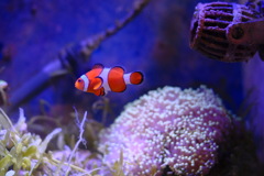 カクレクマノミのひろこchan