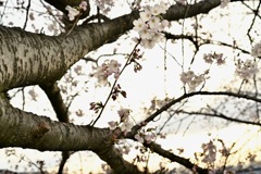 五条川の桜