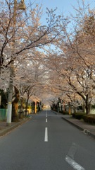 桜トンネル