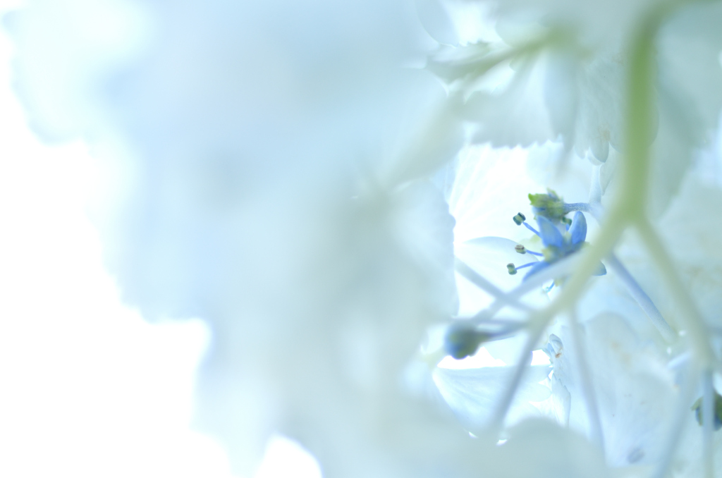 紫陽花の中を覗くと