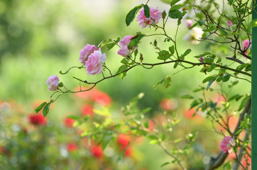 薔薇さん
