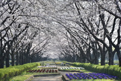 桜トンネル