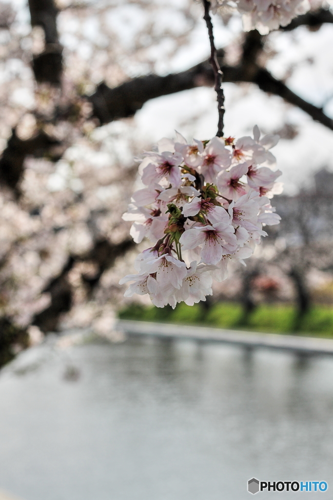 桜