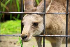 カンガルー