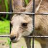 カンガルー