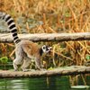 動物園にて
