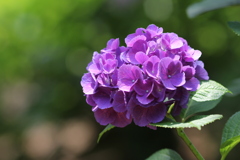 紫陽花