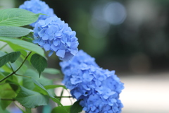 紫陽花