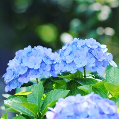 紫陽花