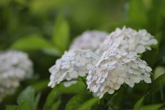 紫陽花