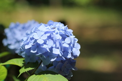 紫陽花