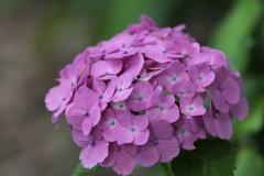 紫陽花