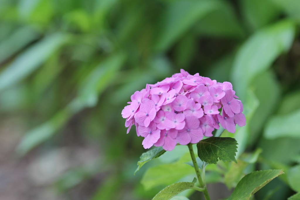 紫陽花