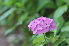 紫陽花