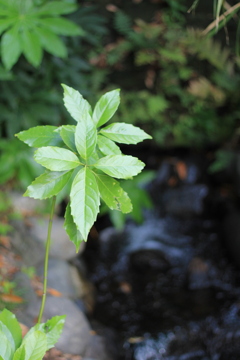 植物園