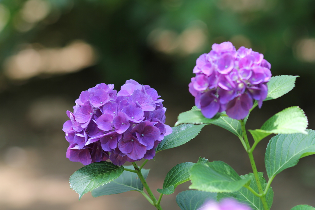 紫陽花