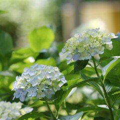 紫陽花