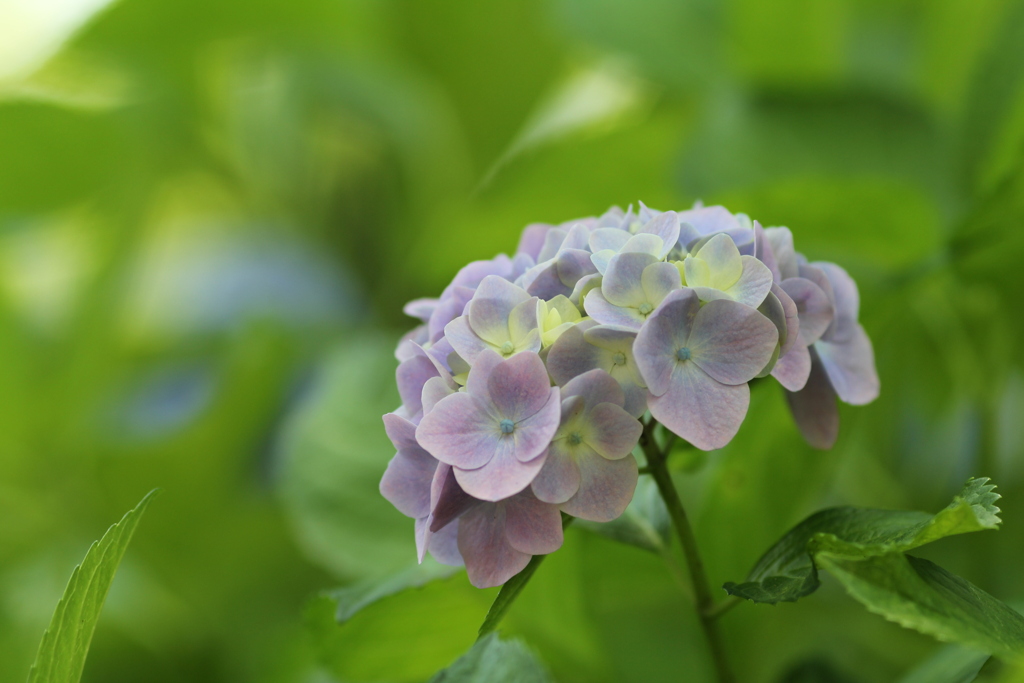 紫陽花