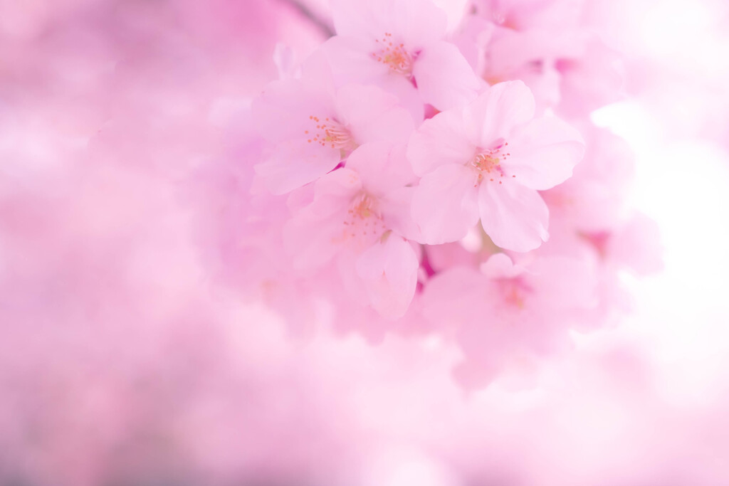 さくら