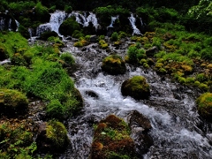 羊蹄の湧水Ⅱ