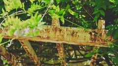 sabisabii