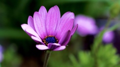 お花の写真にハマった理由
