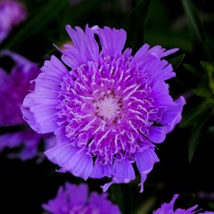 夕暮れのお花ああああ