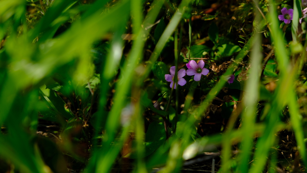 このお花の名前も