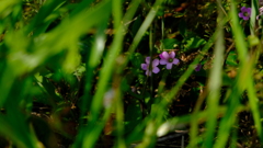 このお花の名前も